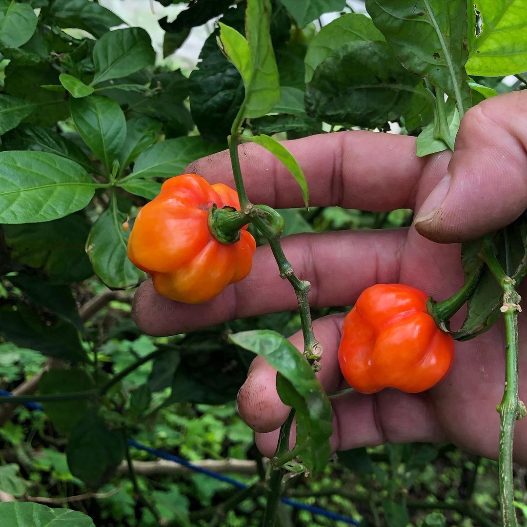 The Versatile Scotch Bonnet Pepper